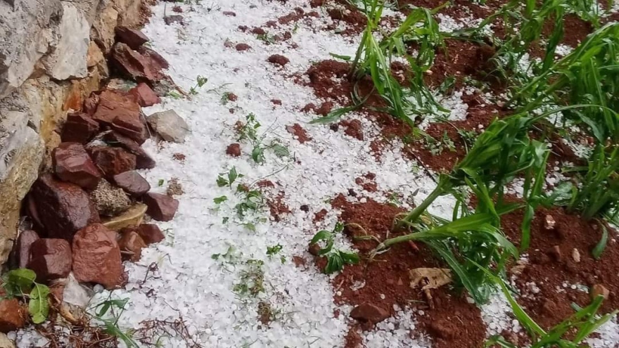 Cao Bằng xuất hiện mưa đá gây thiệt hại cho cây trồng